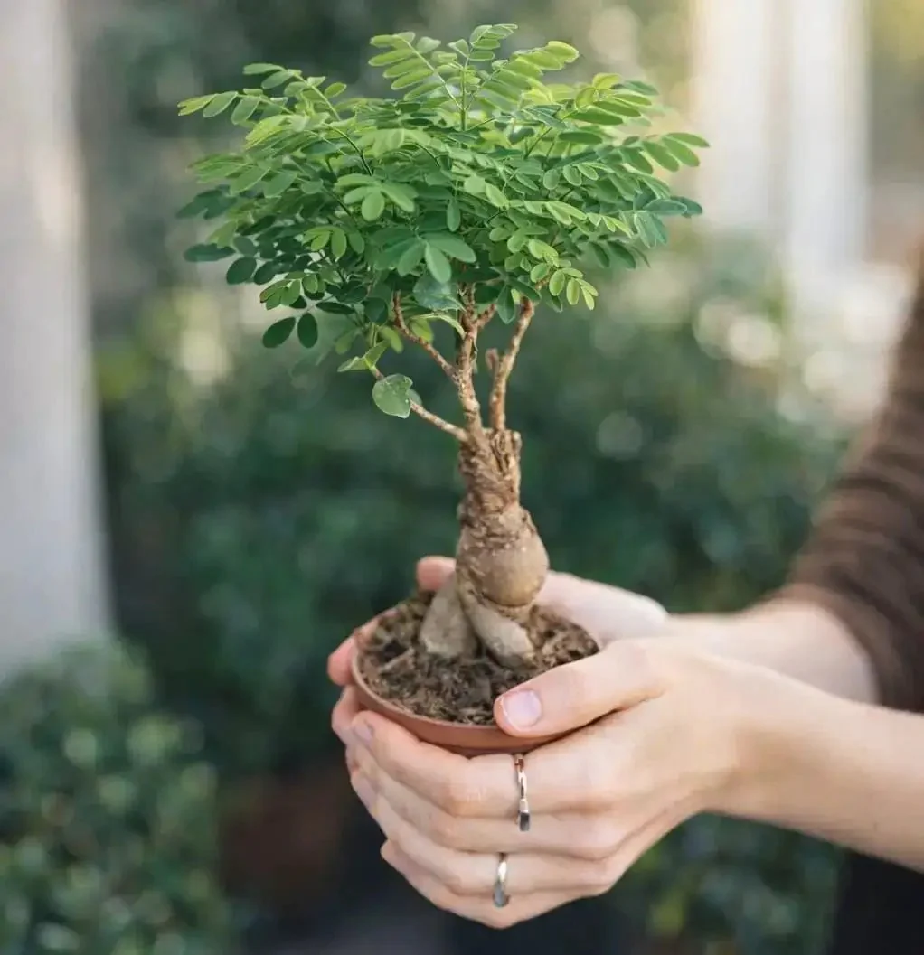 Beginner Bonsai Starter Kit With 5 Unique Japanese Bonsai Tree Seeds Complete Indoor Bonsai Growing Set With Tools And Planters Free Extra Seeds Included DIY Christmas Gift For Mom Who Loves Hands On Gardening - Image 2