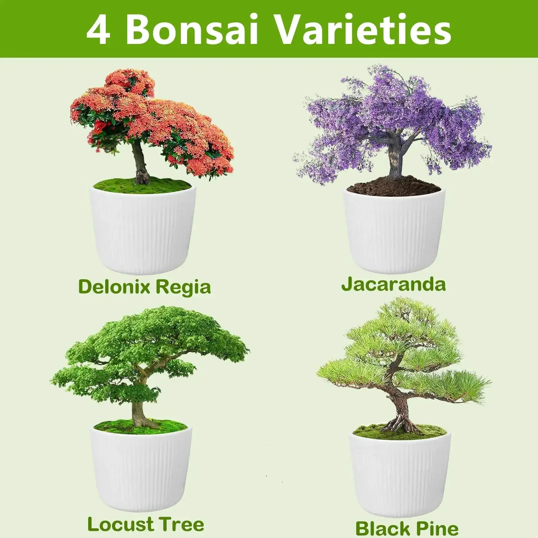 Beginner Friendly Bonsai Starter Kit With Seeds And Tools All In One Indoor Tree Growing Set For Living Plants Great Gift For Women Men Mom Dad Plant Lovers Includes Soil Discs Pots Markers Clipper And User Manual - Image 7