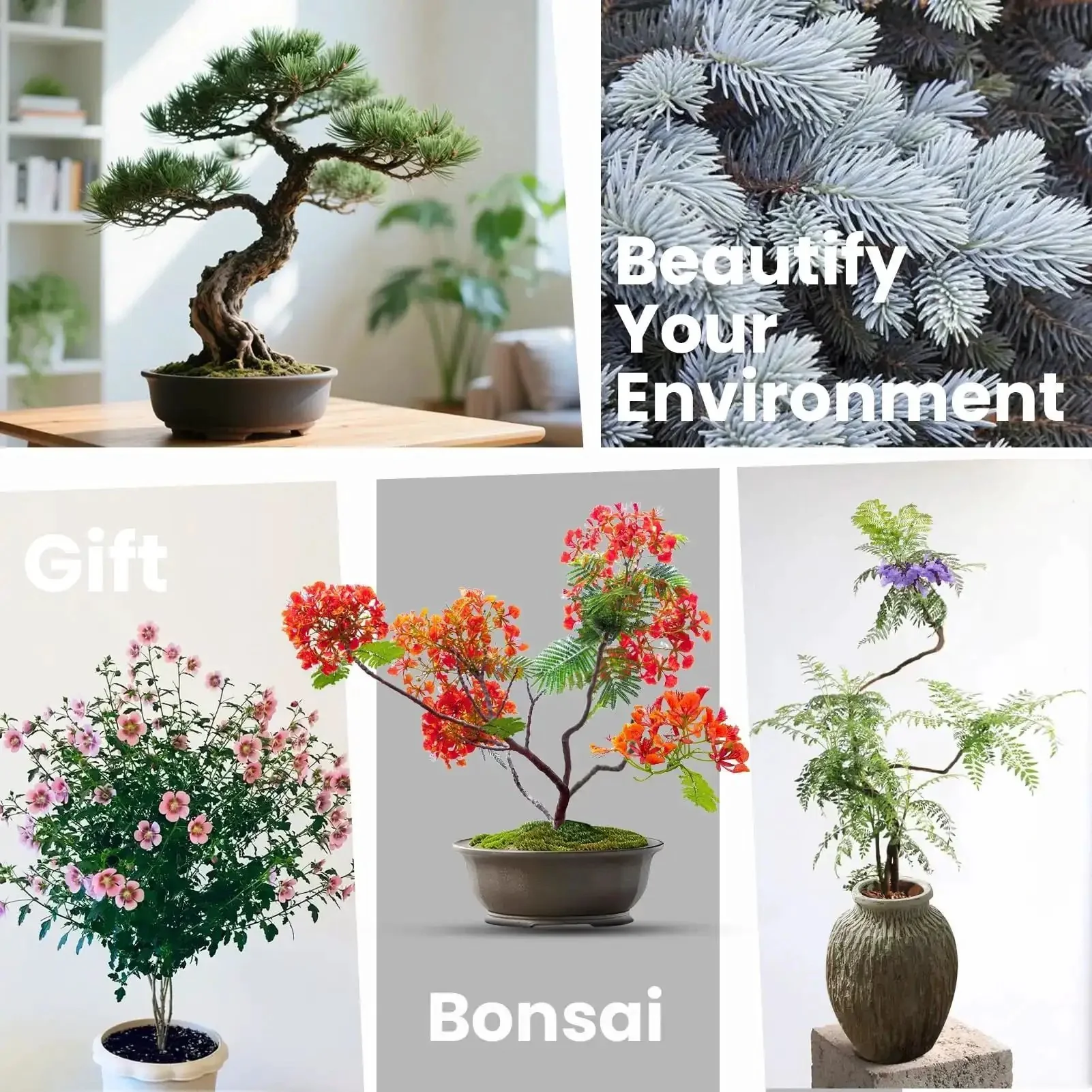 Beginner Friendly Five Varieties Japanese Bonsai Seed Kit for Indoor Gardening, Grow Your Own Mini Trees With Included Tools, Easy Start for Adults, Perfect Gift for Valentines Day, Mothers Day, and Birthdays - Image 3