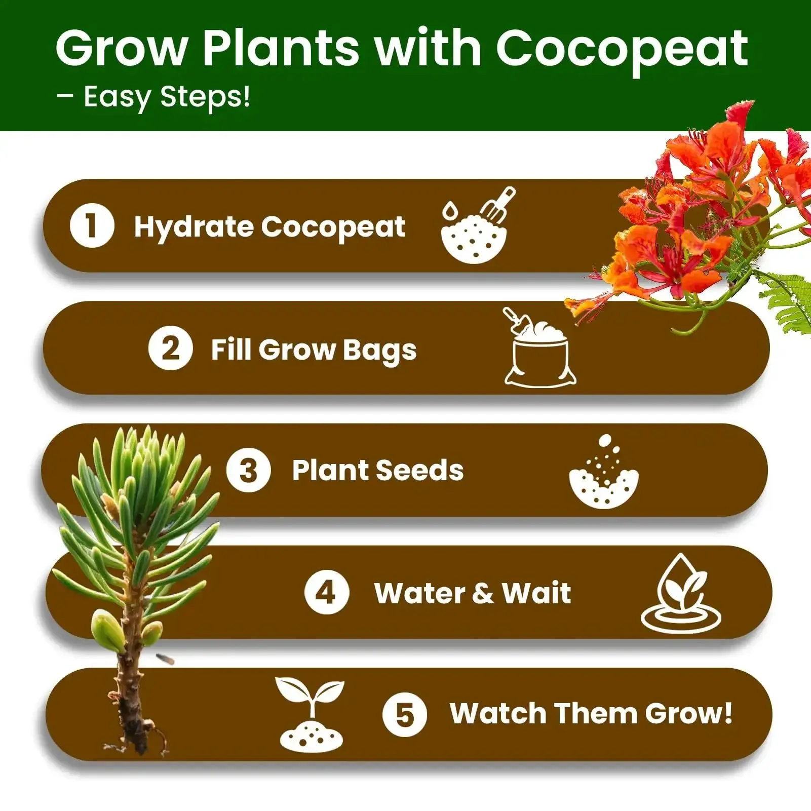 Beginner Friendly Five Varieties Japanese Bonsai Seed Kit for Indoor Gardening, Grow Your Own Mini Trees With Included Tools, Easy Start for Adults, Perfect Gift for Valentines Day, Mothers Day, and Birthdays - Image 5