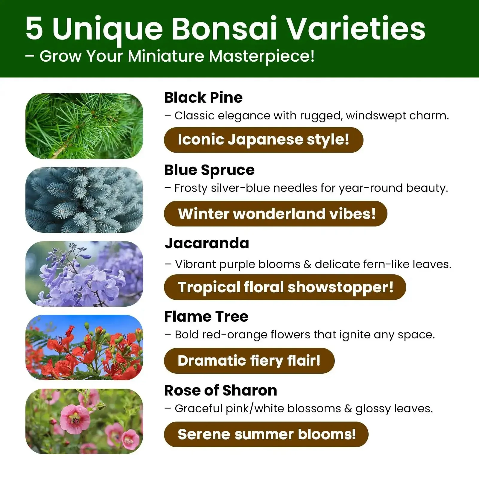 Beginner Friendly Five Varieties Japanese Bonsai Seed Kit for Indoor Gardening, Grow Your Own Mini Trees With Included Tools, Easy Start for Adults, Perfect Gift for Valentines Day, Mothers Day, and Birthdays - Image 6