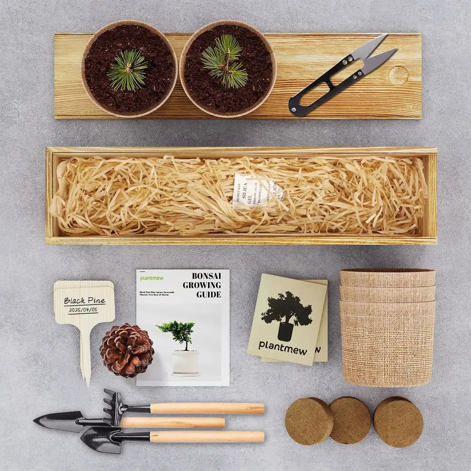 Beginner Friendly Five Varieties Japanese Bonsai Seed Kit for Indoor Gardening, Grow Your Own Mini Trees With Included Tools, Easy Start for Adults, Perfect Gift for Valentines Day, Mothers Day, and Birthdays - Image 7