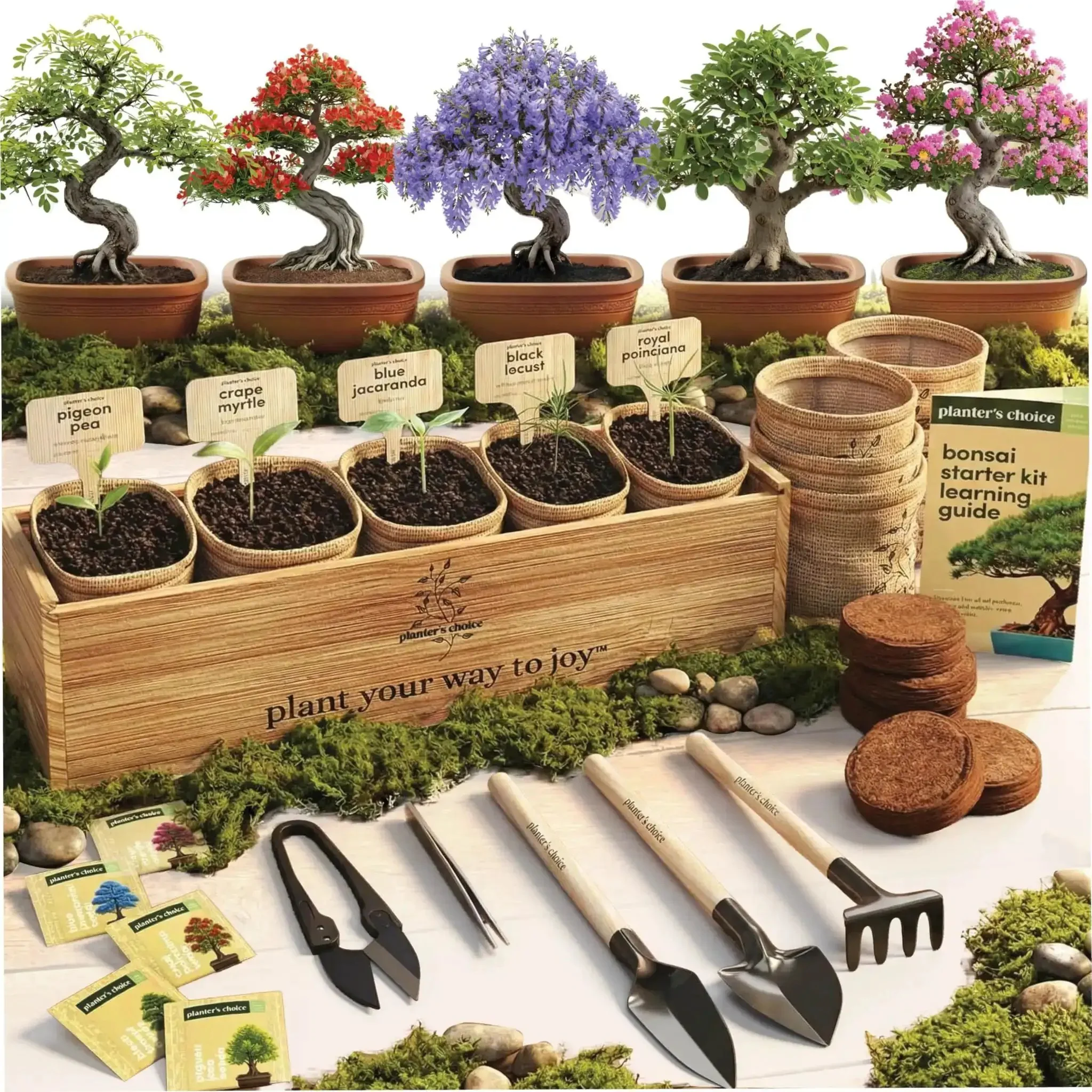 Bonsai Starter Kit With Five Varieties Black Locust Blue Jacaranda Crape Myrtle Pigeon Pea Delonix Regia All In One Deluxe Indoor Bonsai Grow Kit With Seed Packets Pre Fertilized Soil Discs Waterproof Pots Plant Markers And Do It Yourself Projects For