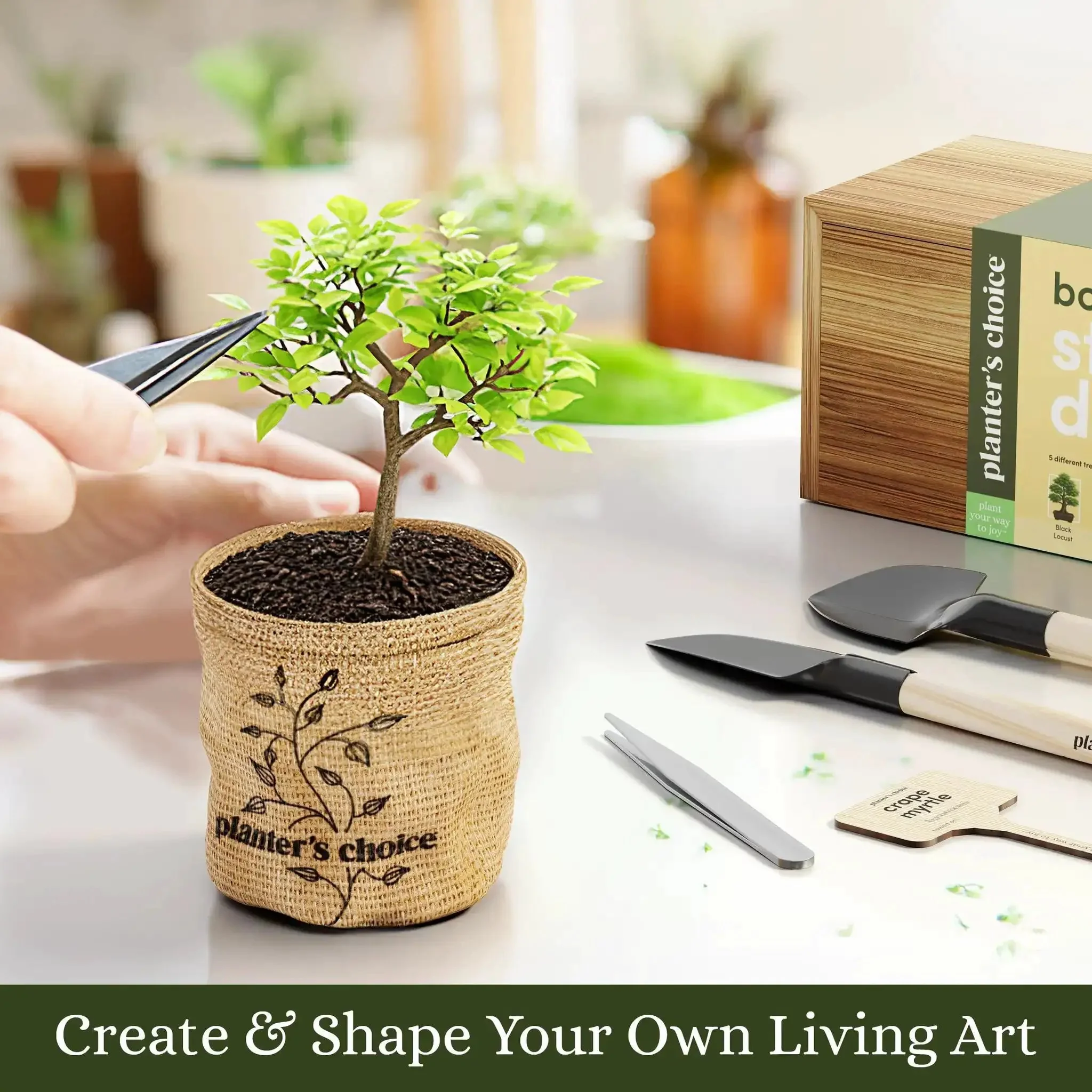 Bonsai Starter Kit With Five Varieties Black Locust Blue Jacaranda Crape Myrtle Pigeon Pea Delonix Regia All In One Deluxe Indoor Bonsai Grow Kit With Seed Packets Pre Fertilized Soil Discs Waterproof Pots Plant Markers And Do It Yourself Projects For - Image 4