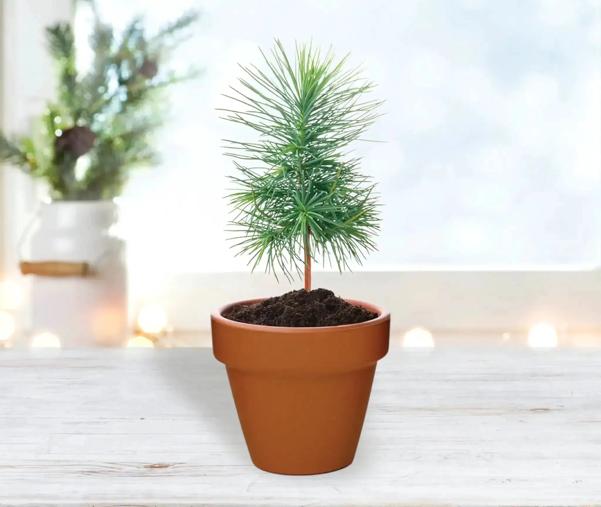 Spruce Terracotta Mini Grow Pots Indoor Tree Starter Kit 20 Pack DIY Planting Kit To Grow Tiny Spruce Trees For Home Gardening Classroom Projects Crafts Gifts And Earth Day - Image 4