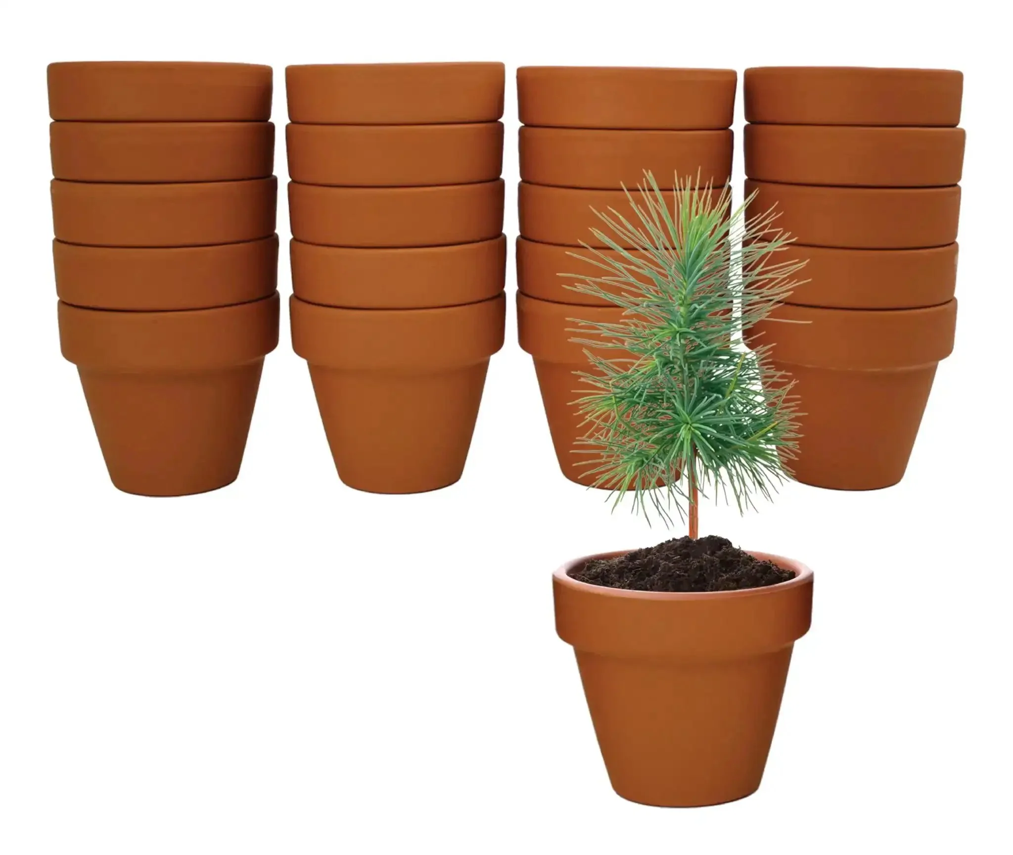 Spruce Terracotta Mini Grow Pots Indoor Tree Starter Kit 20 Pack DIY Planting Kit To Grow Tiny Spruce Trees For Home Gardening Classroom Projects Crafts Gifts And Earth Day - Image 6