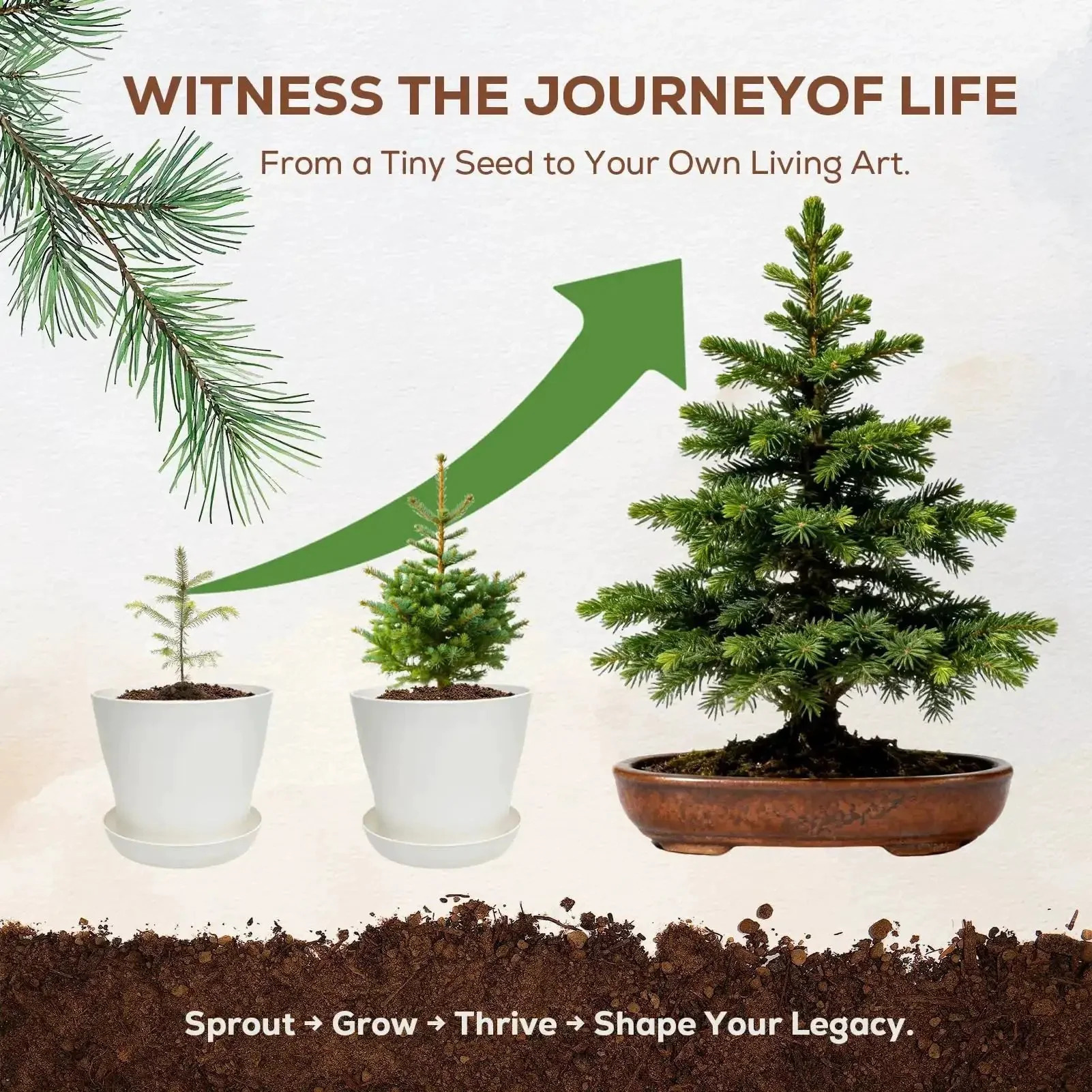 Three Bonsai Kits In One Box Beginners Indoor Growing Starter Set With Tools Planter Soil And Clear Guide Easy DIY Plant Craft Gift For Women Men Moms Dads And New Plant Lovers - Image 6